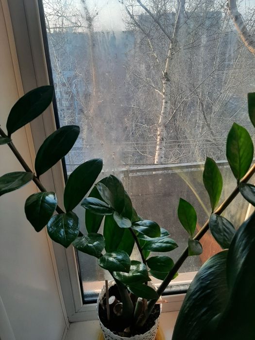 Продам большой цветок Эухарис