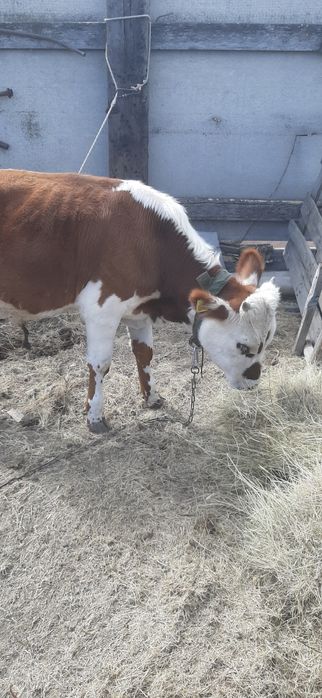 Продам  7 месячного  бычка