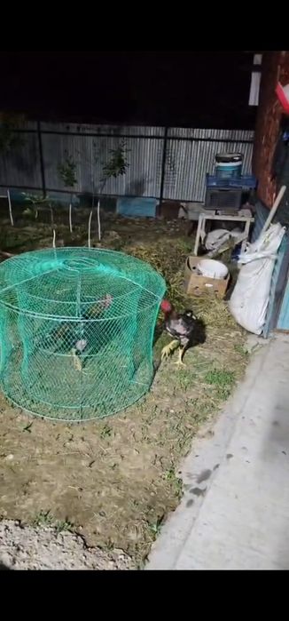 Дакан бойцовая птица для тренировки
