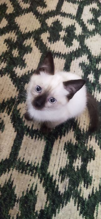 Котята сиамские, домашние