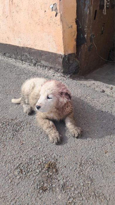 Продаются щенки алабай