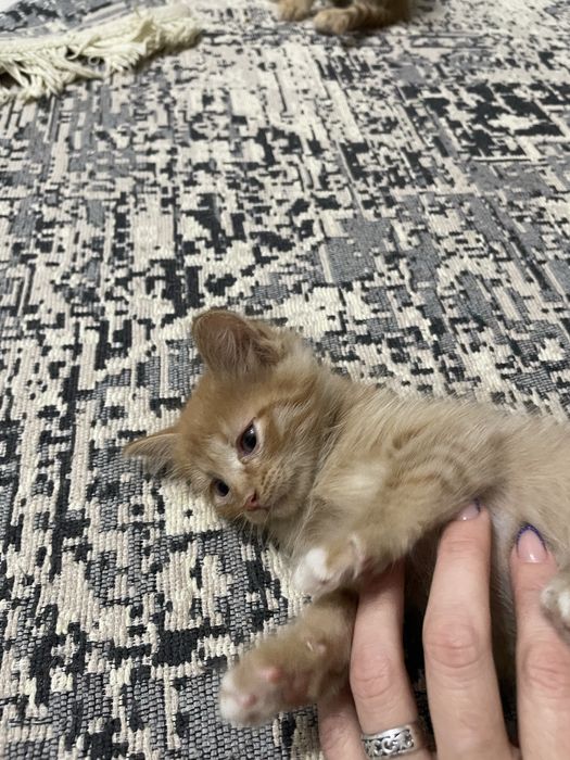 Отдаем котят в добрые руки
