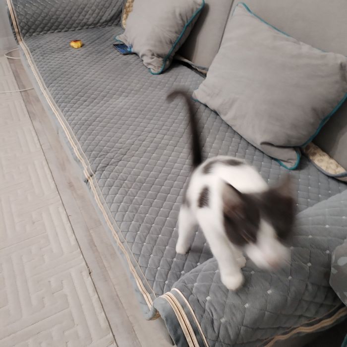 Отдам домашнего кота