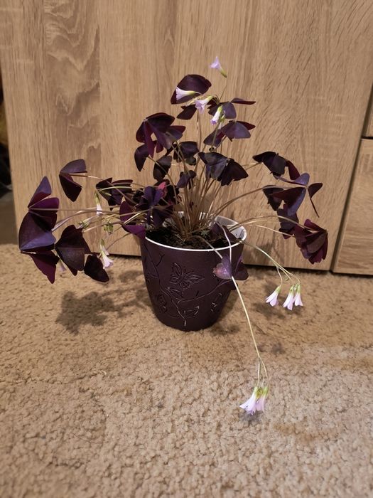 Стайна детелина Оксалис