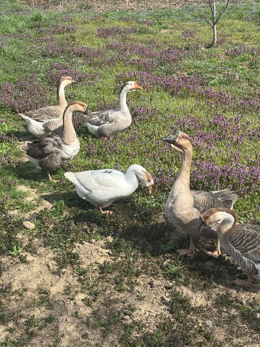 Vând boboci de gasca