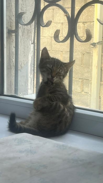 Продаю Котёнка девочка