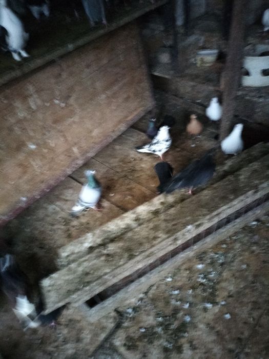 Porumbei de vânzare