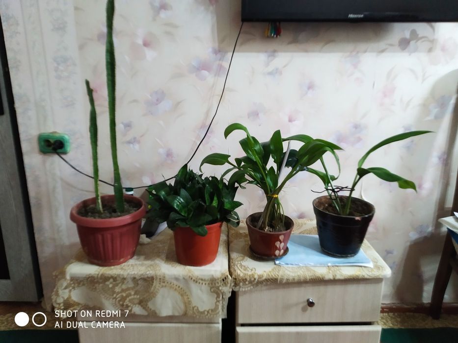 Кактусы на горшке комнатные