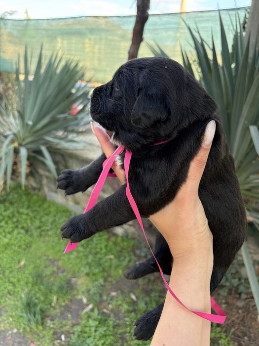 Подарявам кученца