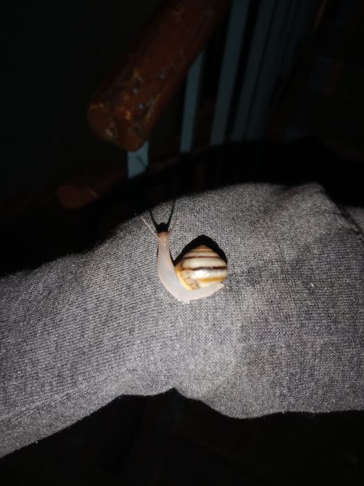 Продаются маленькие улитки.