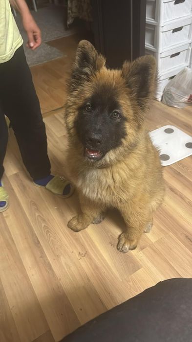 Щенки в надёжные руки