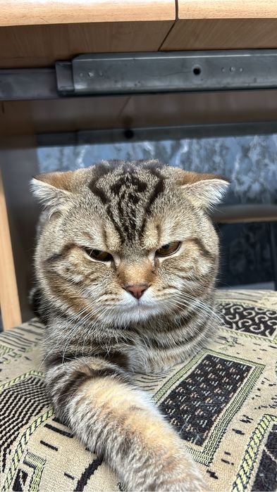 Кот приглашает на вязку