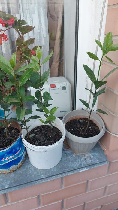 Цветы  разный домашние