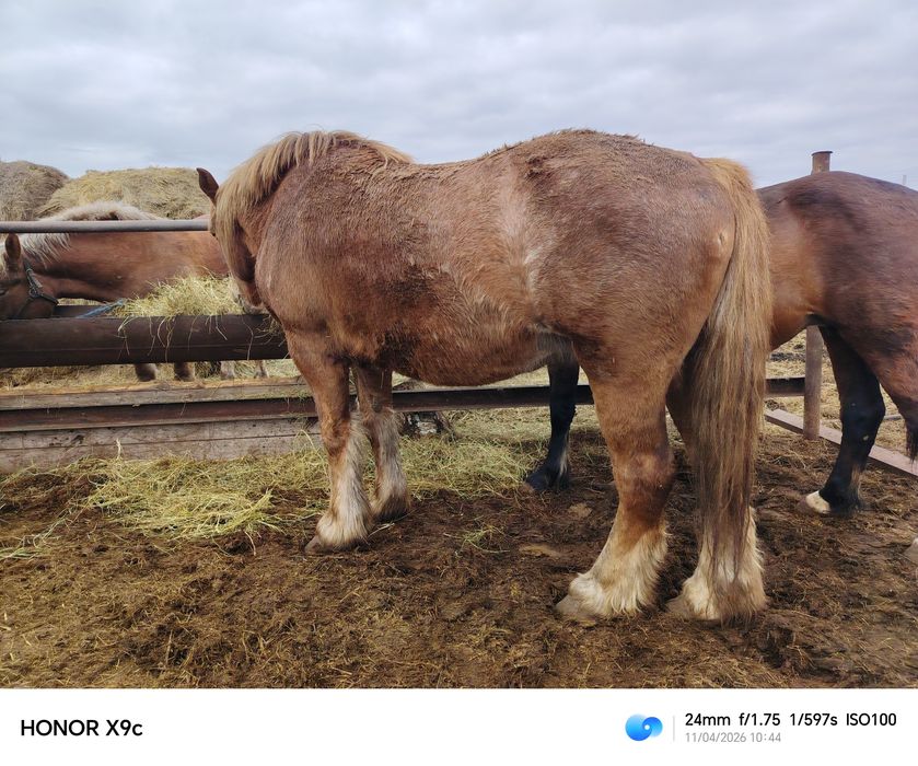 Продам кобыл тяжелых