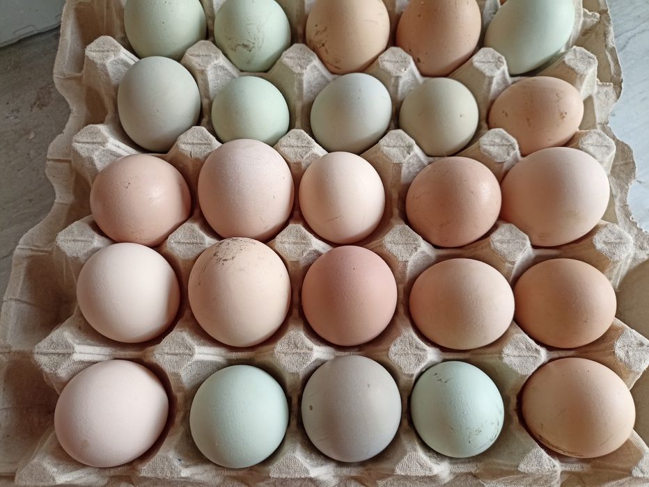 Продам Яйца домашние