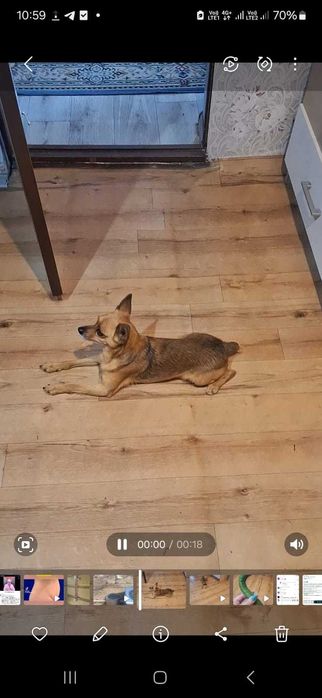 Мальчик той ищет невесту