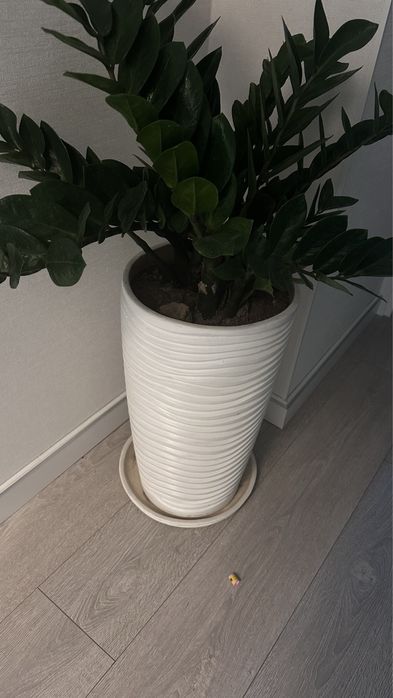 Замиокулькус здоровый крепкий