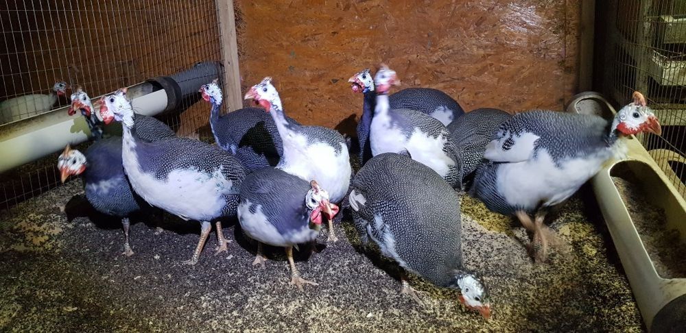 Цесарки, цесарки.