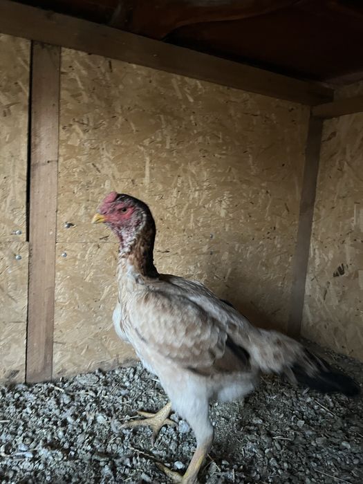 Курица бойцовая 7000