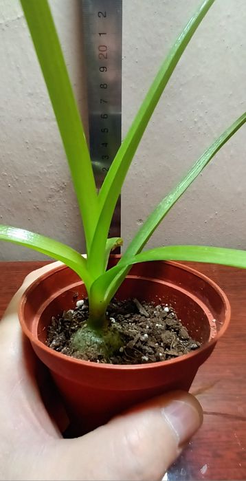 Лечебное растение Индийский лук