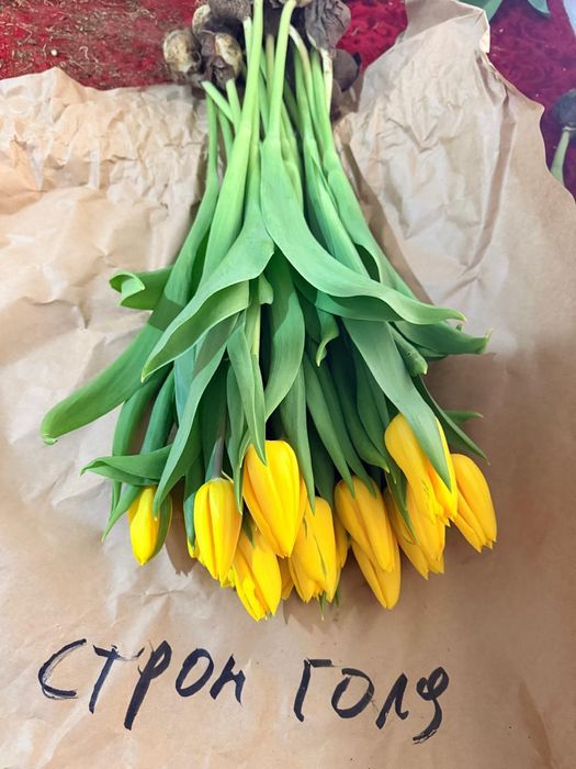 Тюльпан оптом и в розницу