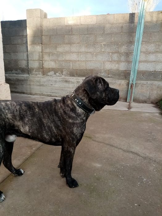 Ищем невесту кане корсо