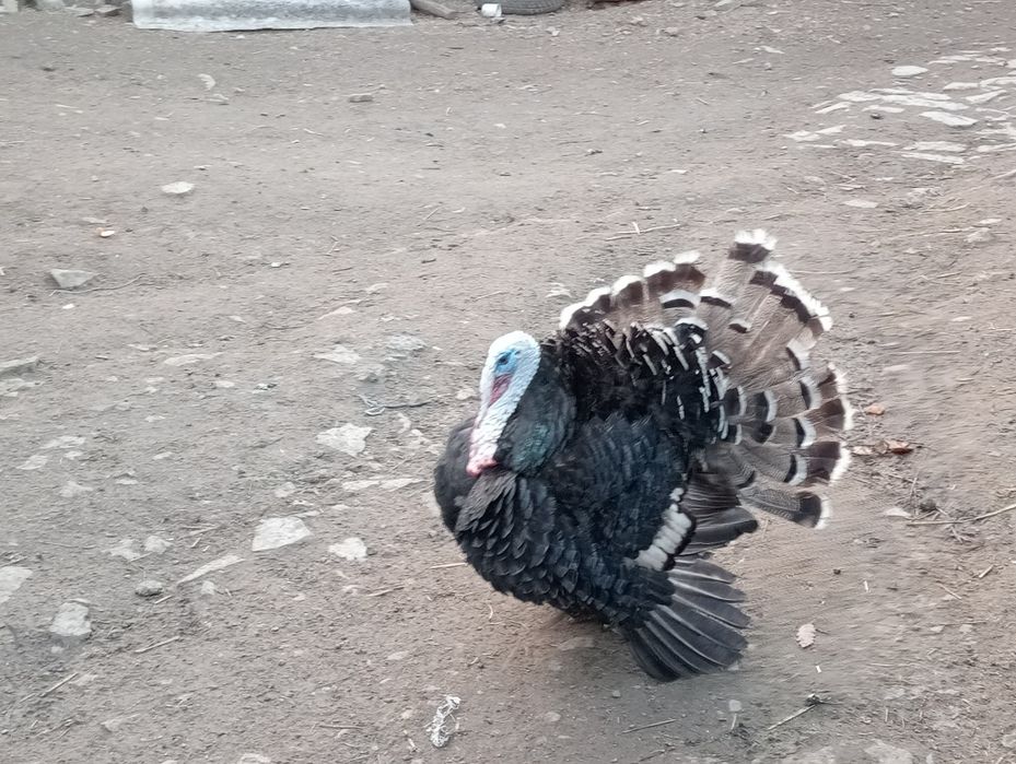 Curcani de țară bio