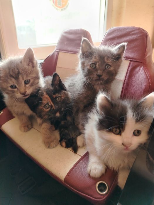 Кошки маленькие продаются