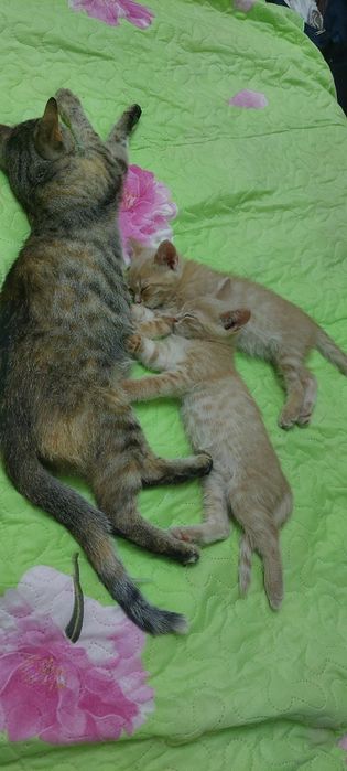Рыжие котенки мальчики