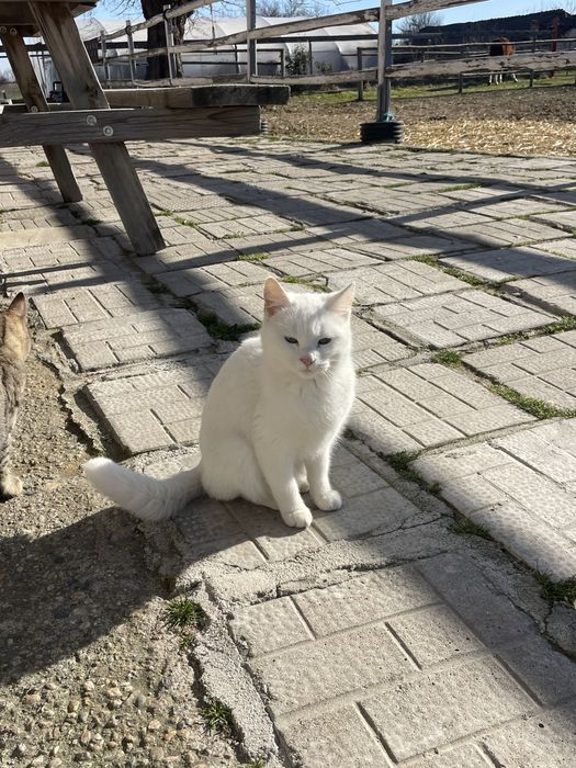 Подарявам котета