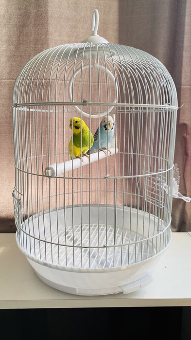 Пара волнистых попугаев в клетке.