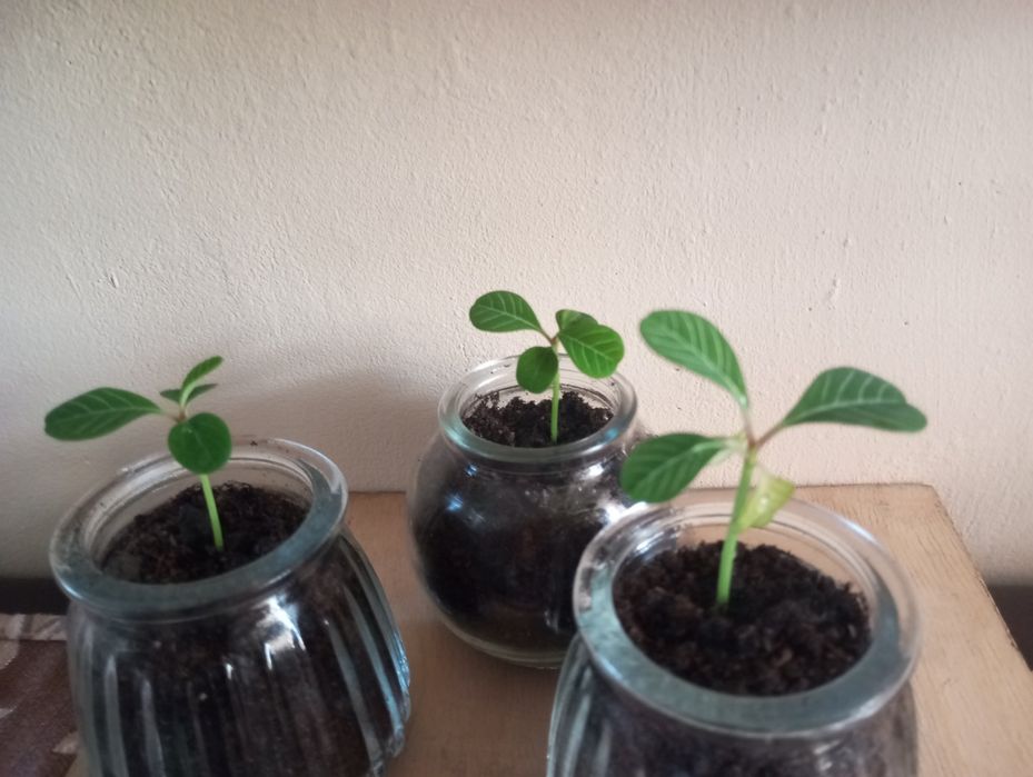 Ростки пальмы.         .