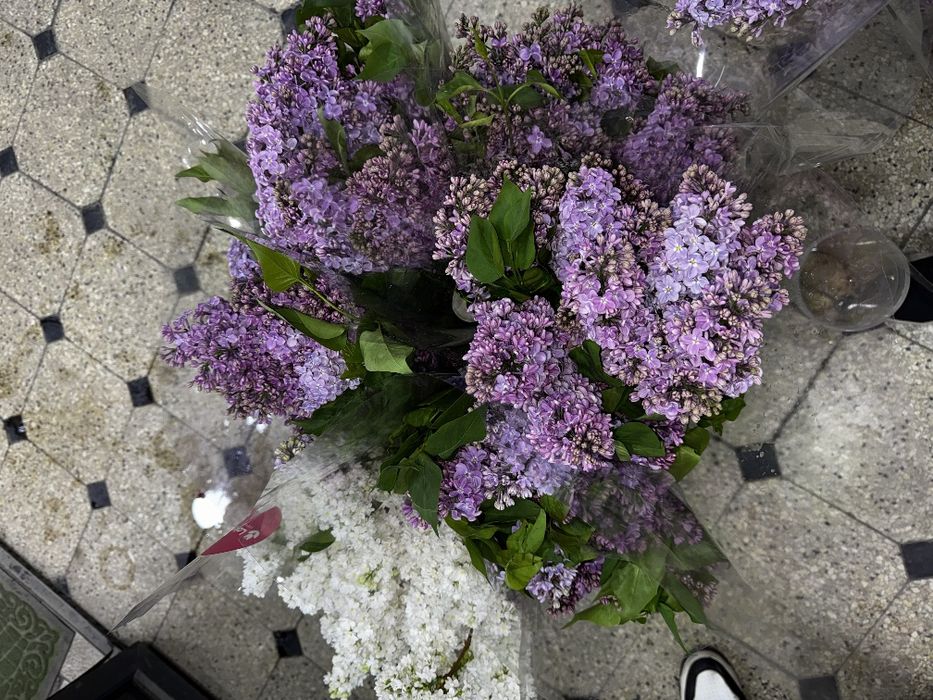 Сирень - новая поставка