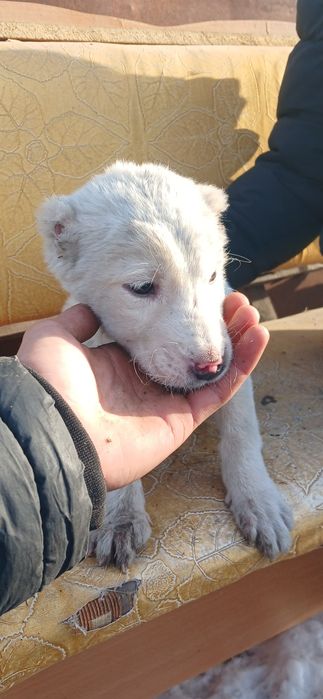 Алабай кушик сатылады
