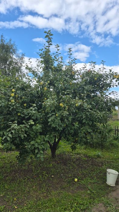 Продажа дачи с/т Елочка