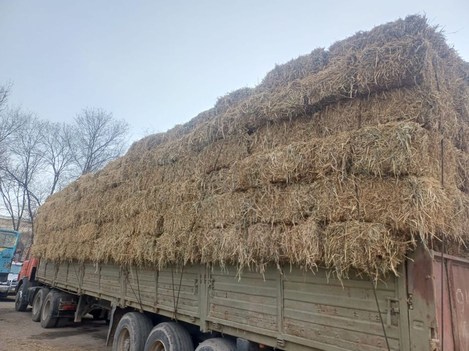 Продам сено суданка