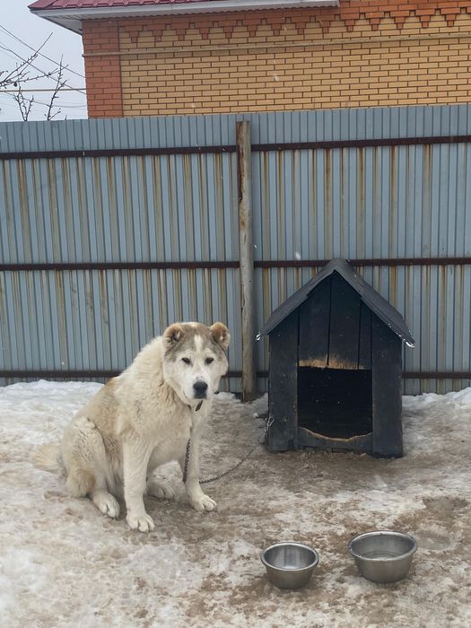 Отдам алабая в добрые руки