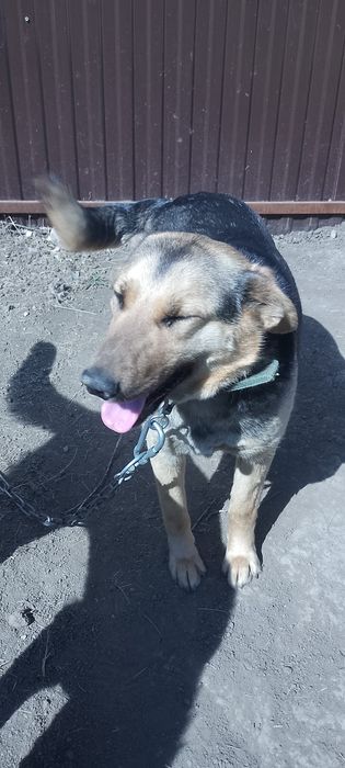 Отдам в добрые руки