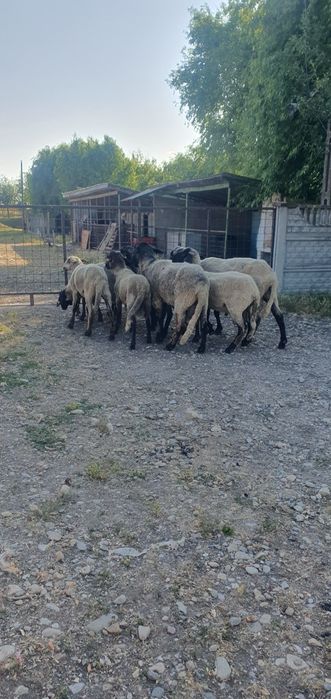 Vând Berbeci sarbesti și Bergamo