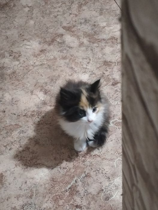 Котята в хорошие руки