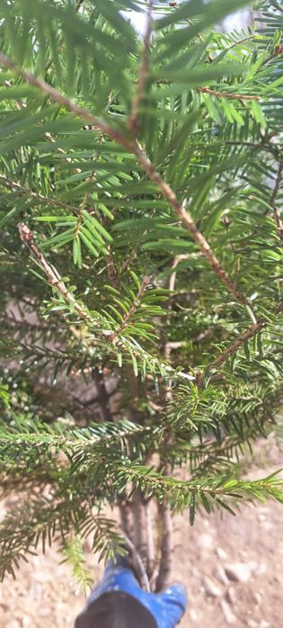 Puieți de brad și molid