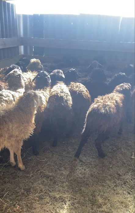 Тоқтылар  53.000