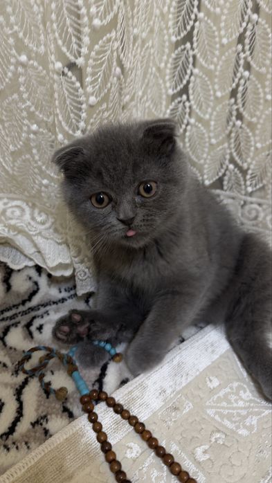 Фолд и страйт девочка и мальчик