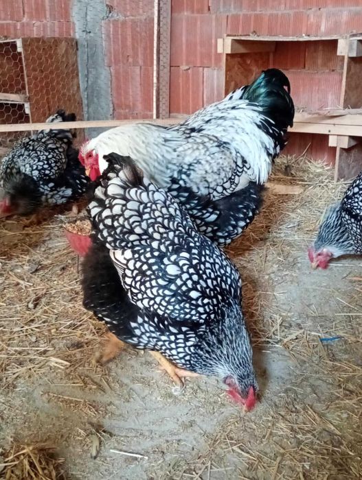 Vând ouă pentru incubat de wyandotte splash și argintiu