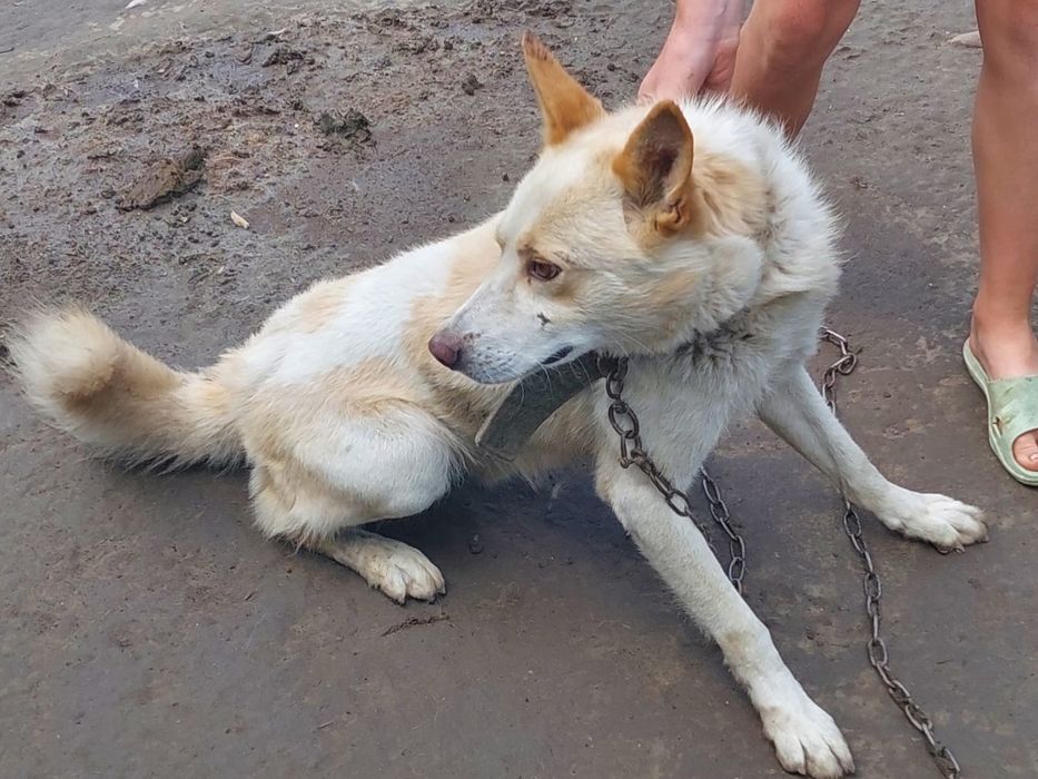 Отдам в хорошие руки