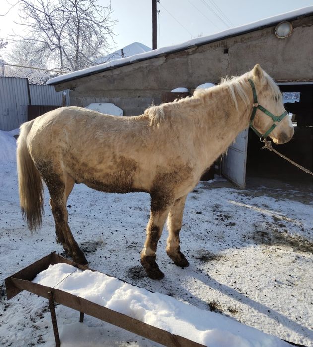 Айғыр сатылады.