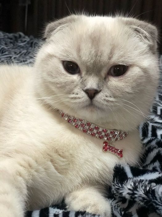 Котята Скоттиш-Фолд