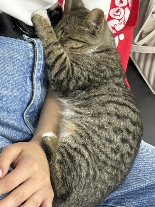Отдам котенка в добрые руки