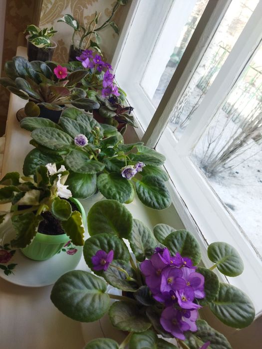 Комнатные цветы продам