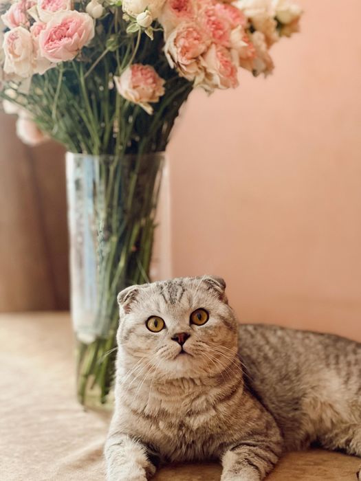 Срочно продам кошку